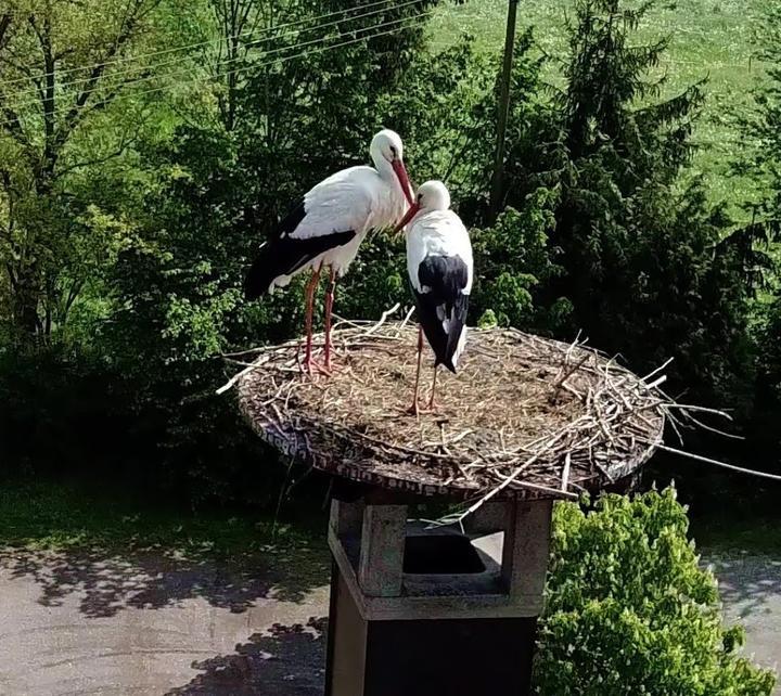 Landgasthof zum Adler